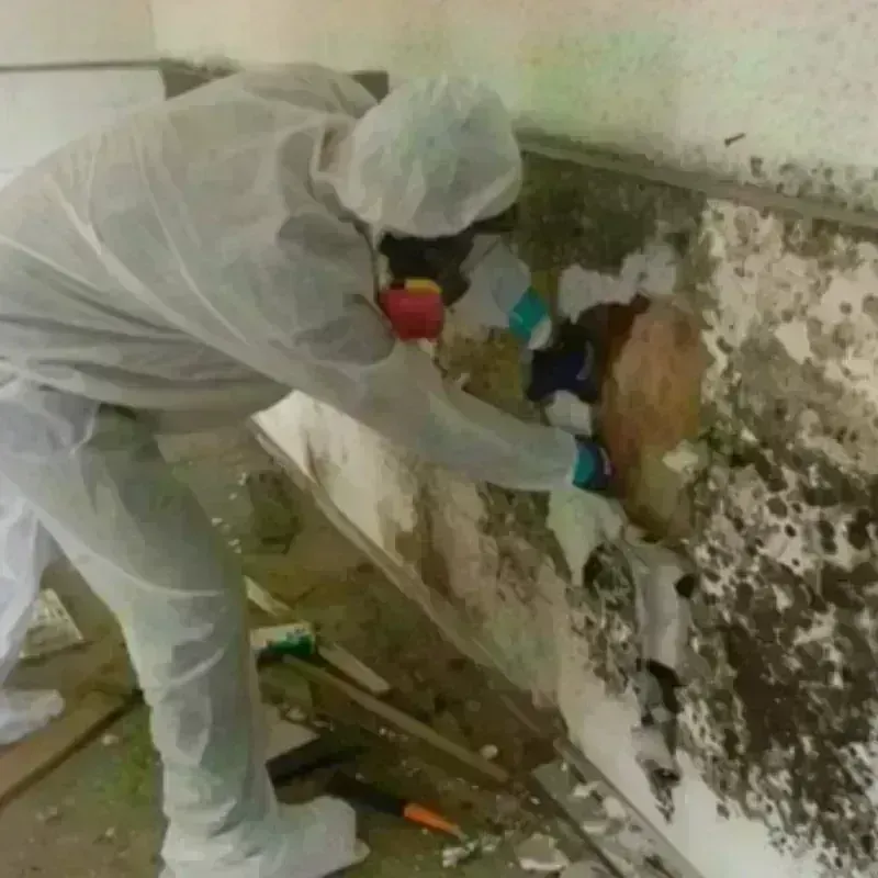 Mold Remediation and Removal in Tyrone, GA